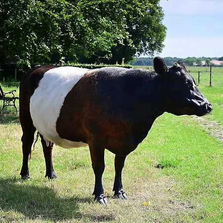 De Lakenvelder