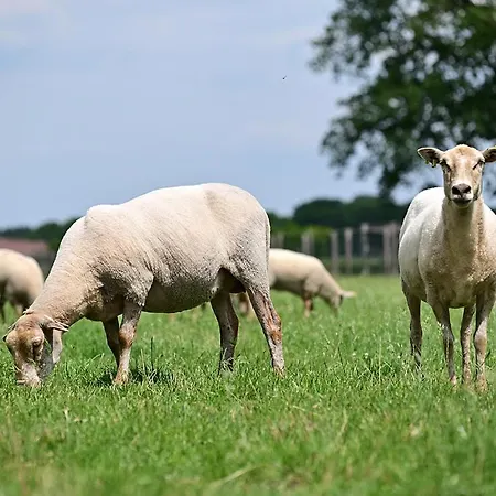 ベッド・アンド・ブレックファスト De Lakenvelder 4*