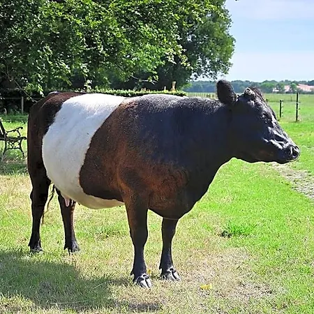 De Lakenvelder