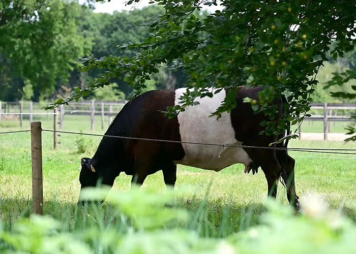 De Lakenvelder エールセル