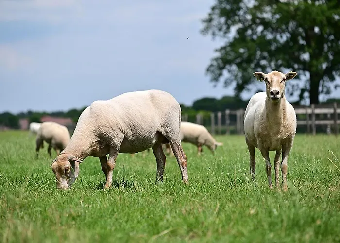 Bed & Breakfast De Lakenvelder 4*