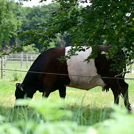 De Lakenvelder Eersel