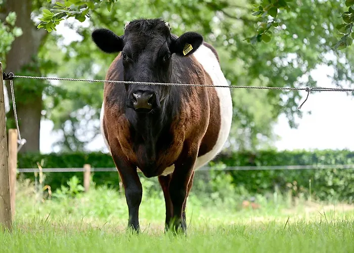 Bed & Breakfast De Lakenvelder Eersel